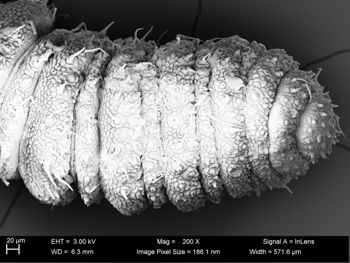 Media type: image;   Invertebrate Zoology 32029 Description: SEM image of specimen.;